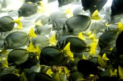 Fish Soup 2. Galapagos 2006. by Chris Wildblood 